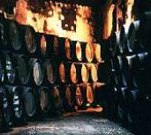 Sherry barrels in a bodega's cellar.